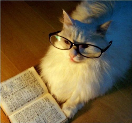 Котик в очках умный