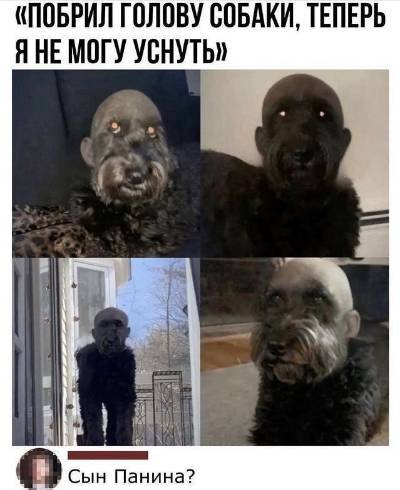 Собака похожая на человека Мем
