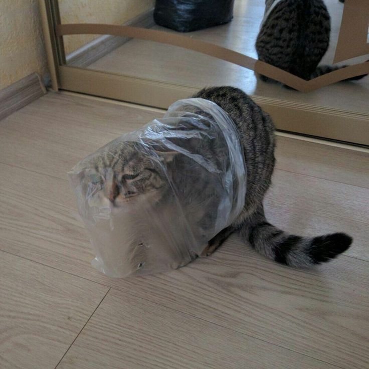 Кот запутался в пакете