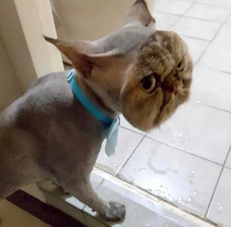 Побритый кот