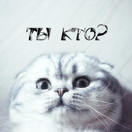 Котята вислоухие на аву