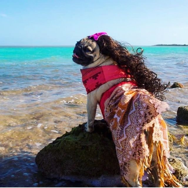 Собака в купальнике