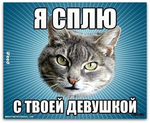 Мемы с котятами