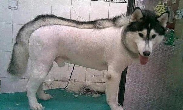 Подстриженный маламут