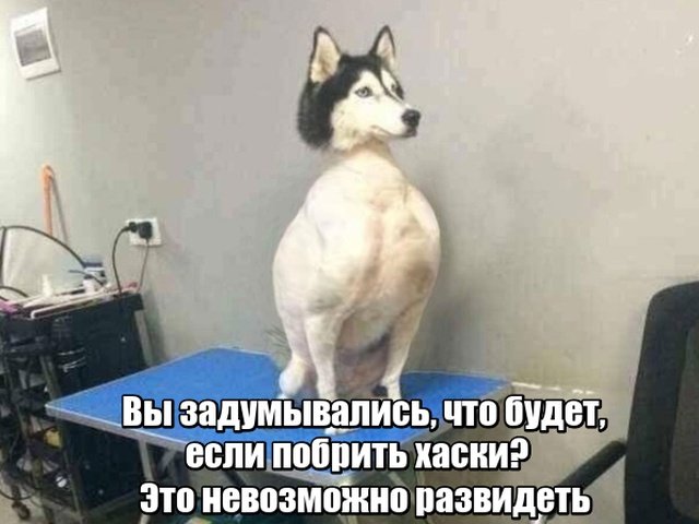 Бритая хаски Мем
