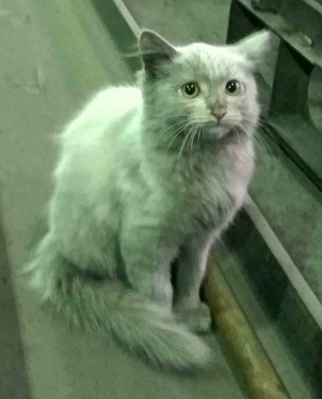 Кот работник на заводе