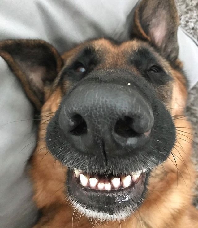 Смешная овчарка