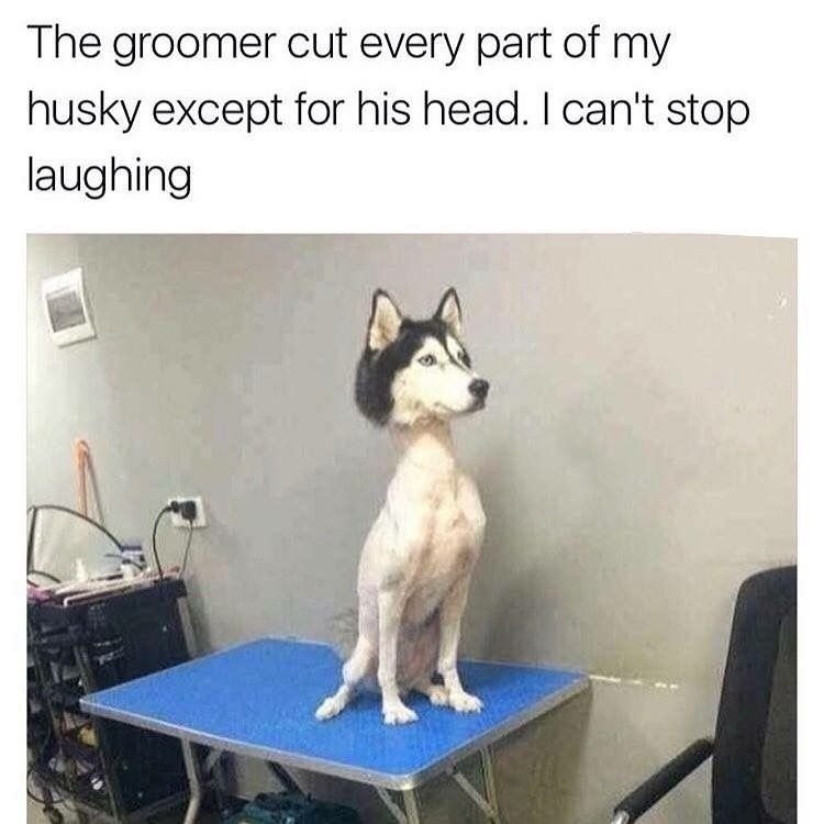 Смешные стриженные собаки