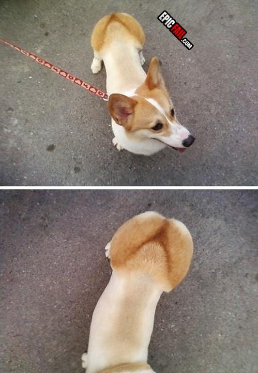 Смешные стрижки для корги