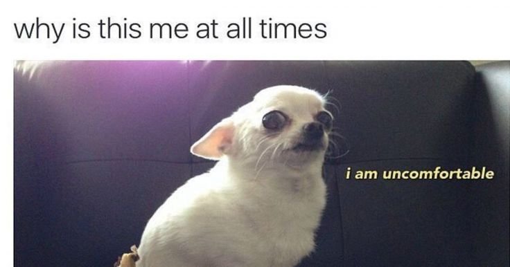 Чихуахуа Мем