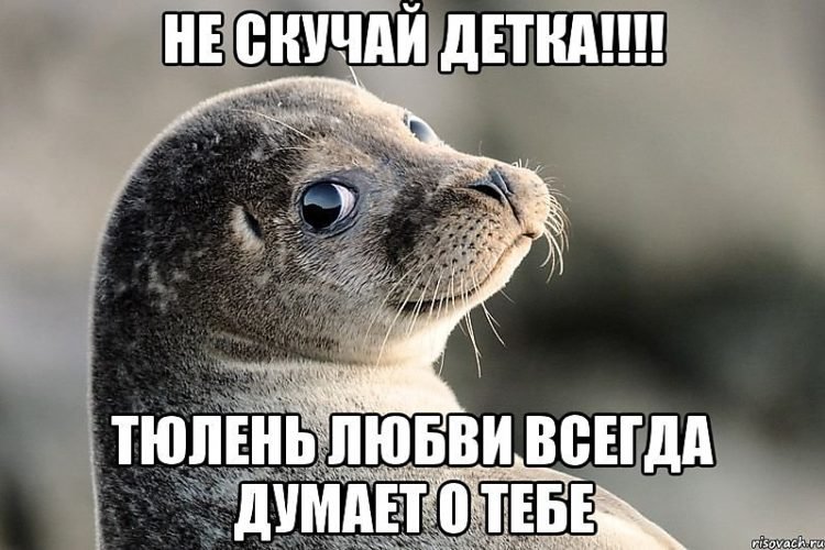 Тюлень любви