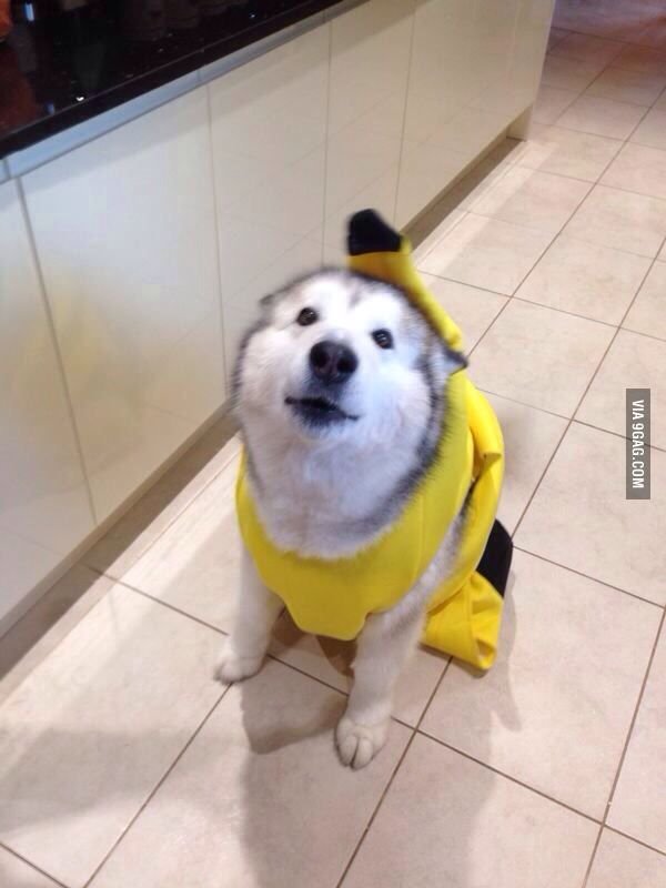 Собака в костюме банана