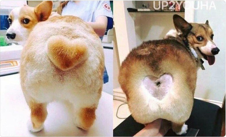 Грумминг корги