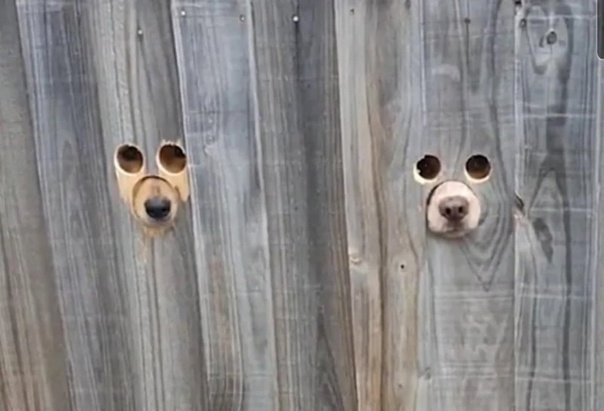 Отверстие в заборе для собаки