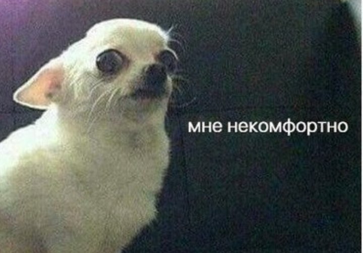 Чихуахуа мне не комфортно