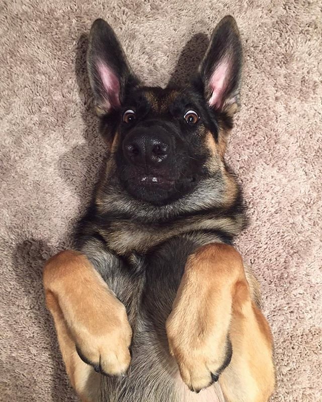 Собака Мем немецкая овчарка