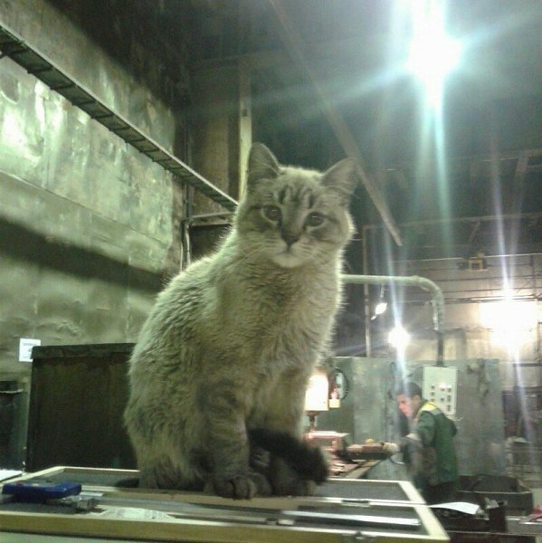 Котенок на заводе