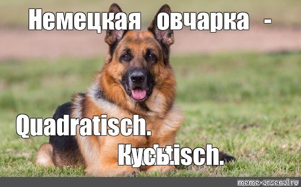 Немецкие собаки мемы