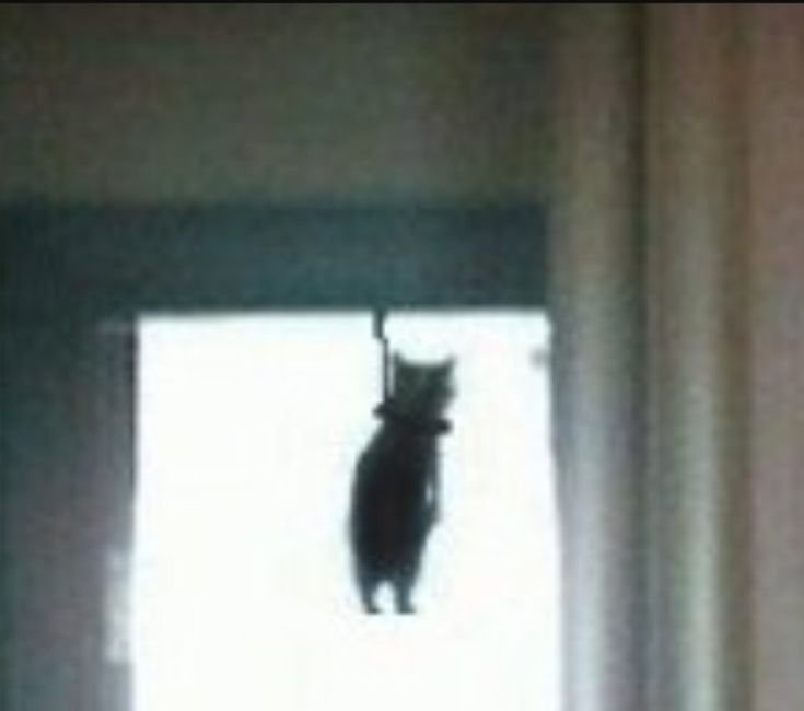 Котенок повесился Мем