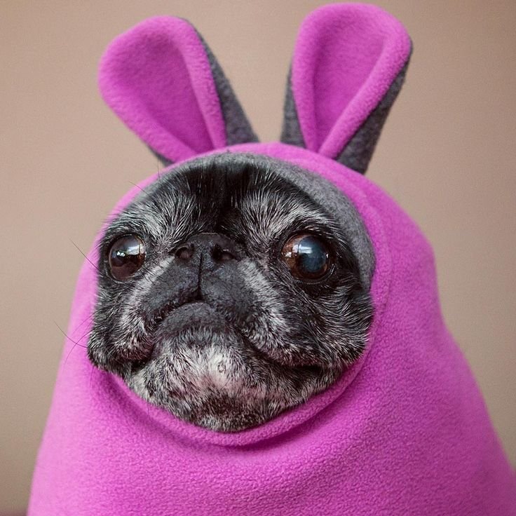 Фиолетовые животные