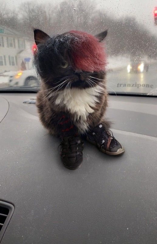 Кошка Вирго чмоня