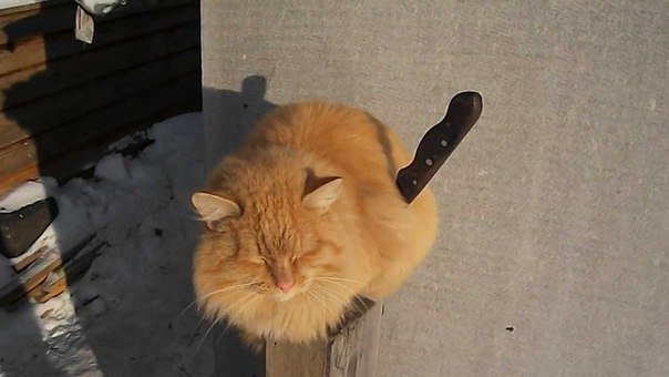 Кот с ножом