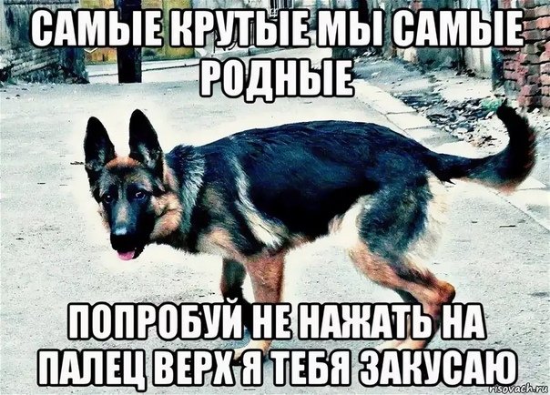 Немецкая овчарка мемы