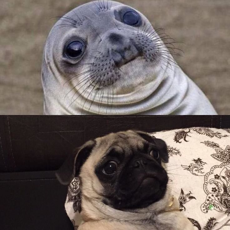 Косоглазый Мопс