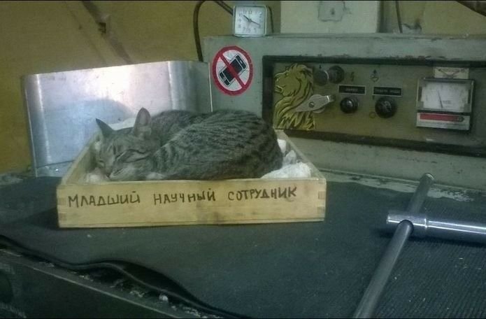 Кот на заводе Мем