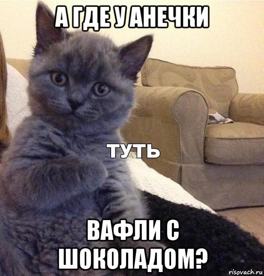 Кот туть
