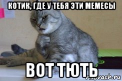 Тут Мем кот