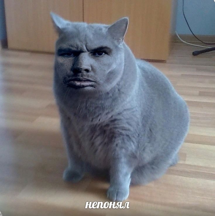 ВАЛАКАС кот