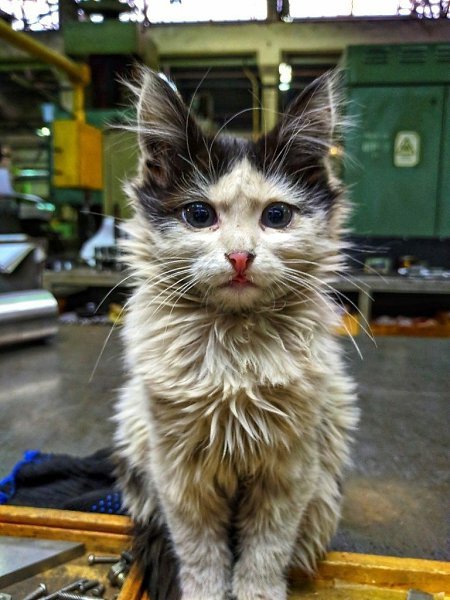 Заводские котики