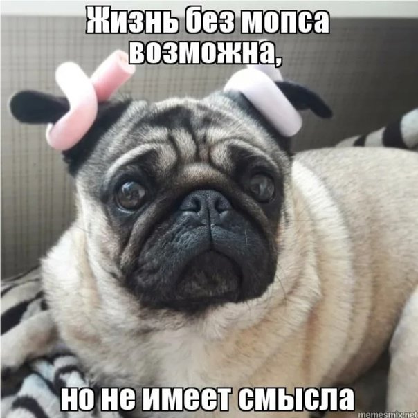 Мемы с мопсами