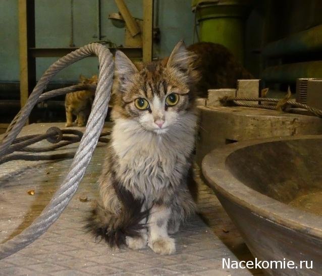 Котенок на заводе