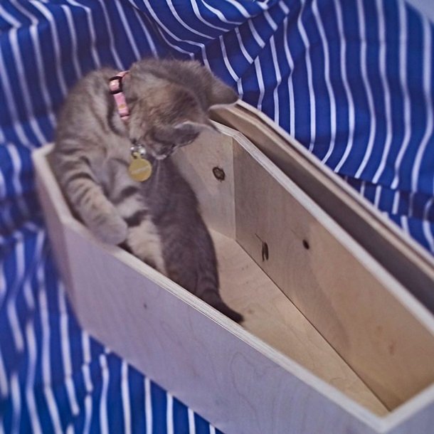 Кошачий гроб