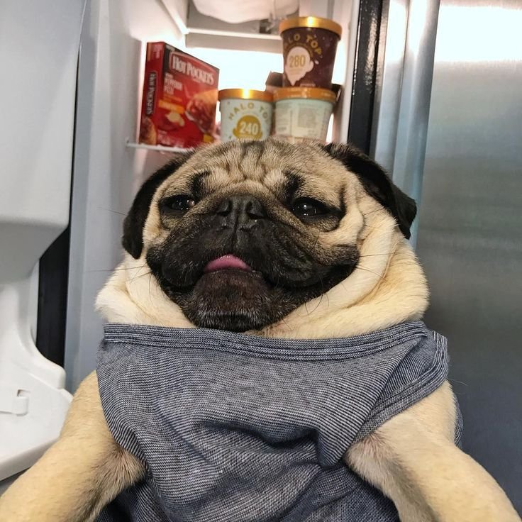 Мемы с мопсами