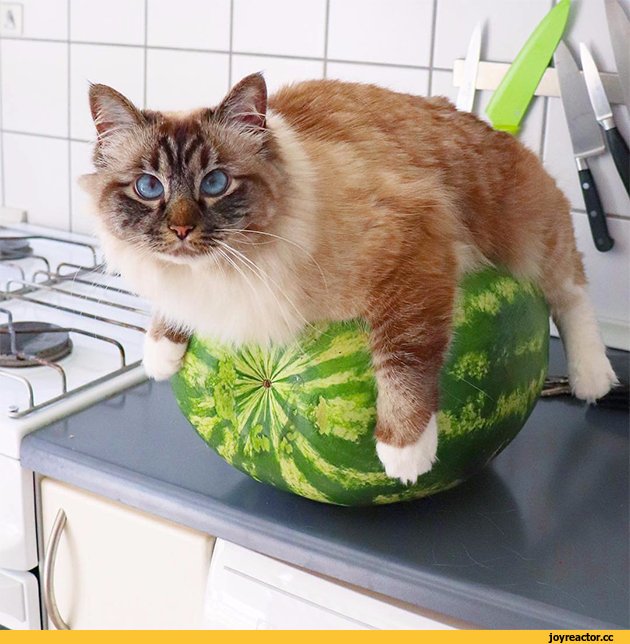 Котенок ест Арбуз