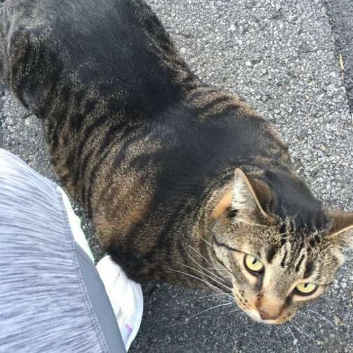 Мощная кошка