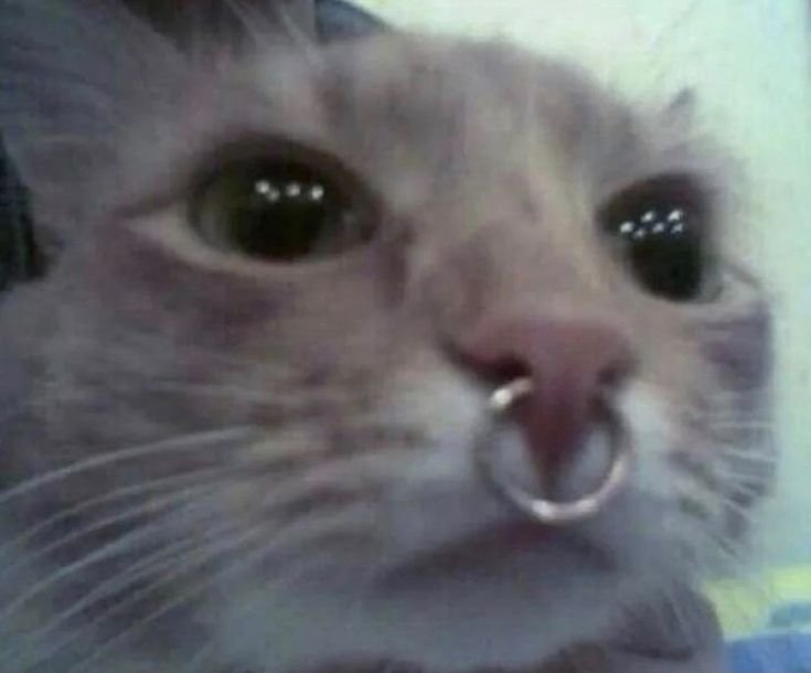 Коты с пирсингом