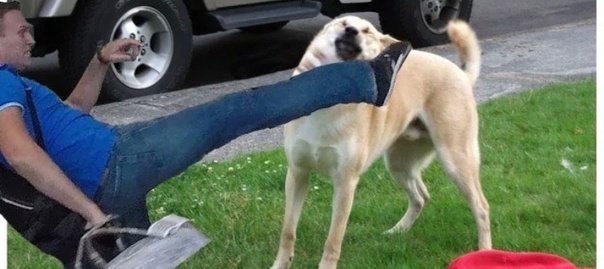 Человек пинает животное