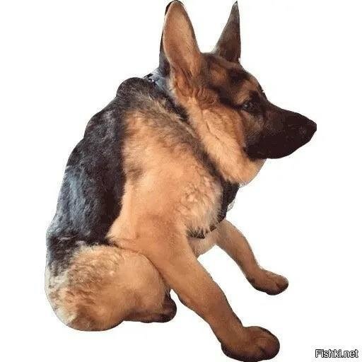 Немецкая овчарка Квазимодо