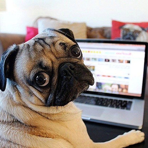 Мемы с мопсами