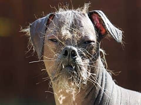 Бритая собака