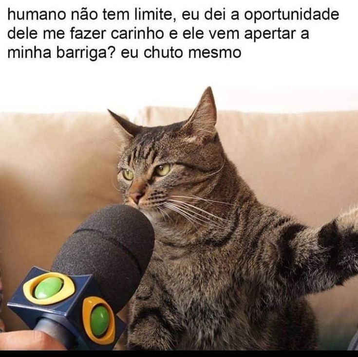 Кот с микрофоном