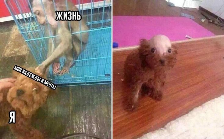 Пудель с лысиной на голове