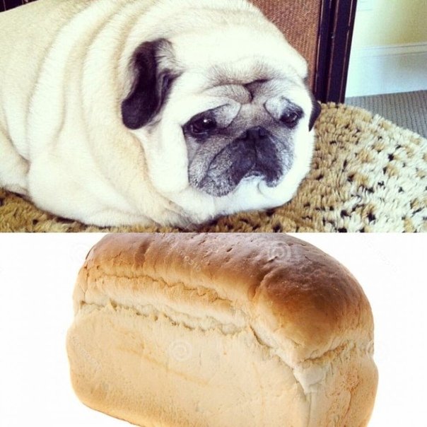 Мопс булочка