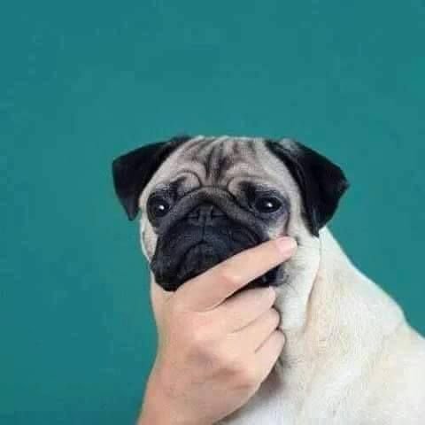 Мопс гладкошерстный