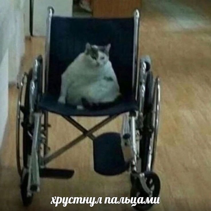 Инвалидная коляска для котов