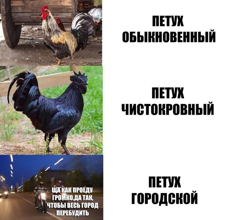 Человек петух